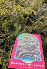 Bron and Sons Juniperus comm. var depressa 'AmiDak' #5 Blueberry Delight® Juniper