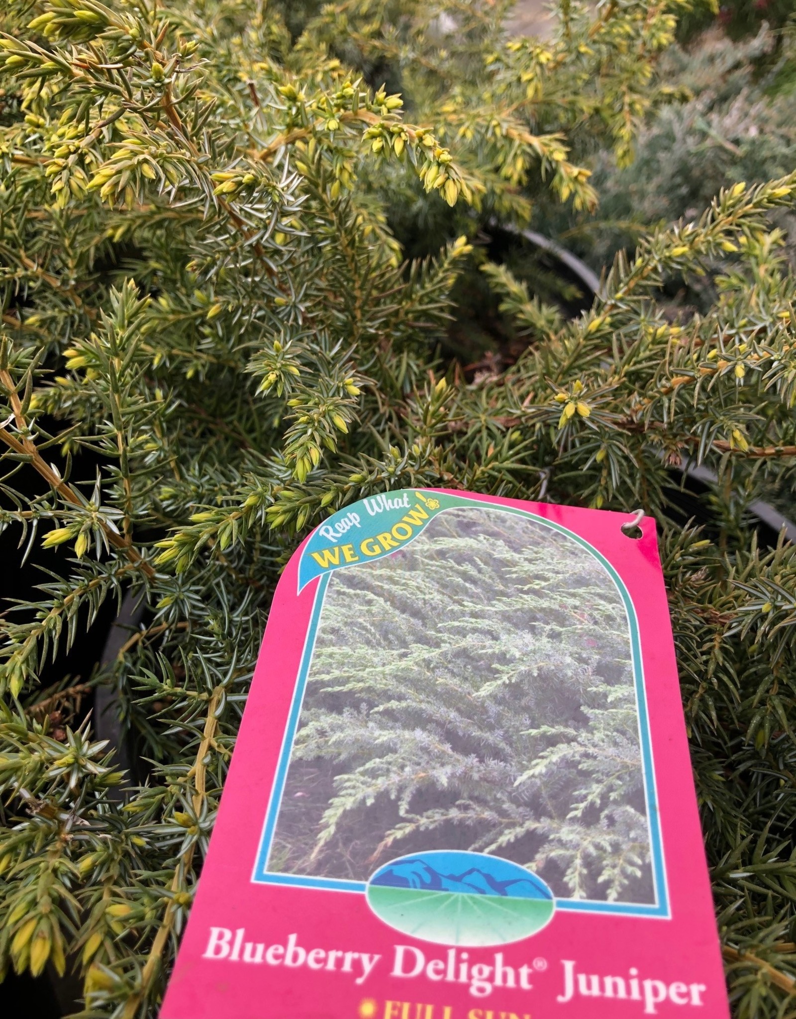 Bron and Sons Juniperus comm. var depressa 'AmiDak' #5 Blueberry Delight® Juniper