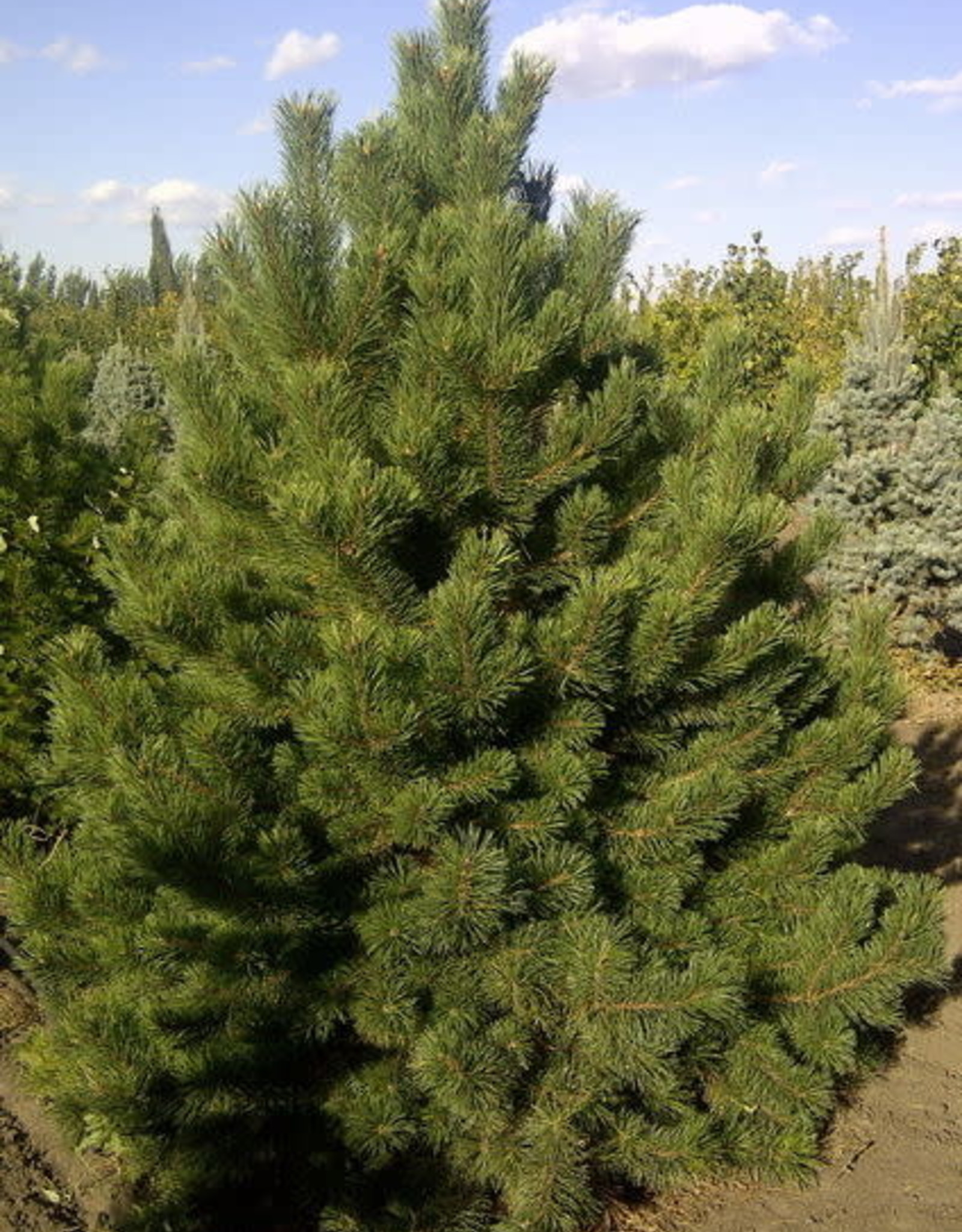 Bron and Sons Pinus mugo uncinata #1 Mountain pine