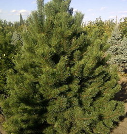 Bron and Sons Pinus mugo uncinata #1 Mountain pine