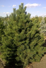 Bron and Sons Pinus mugo uncinata #2 Mountain Pine