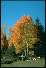 Bron and Sons Populus tremuloides #5 Single Quaking Aspen