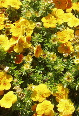 Bron and Sons Potentilla frut. 'Uman' PBR0755 PP12258 #2  -Mango Tango® Potentilla
