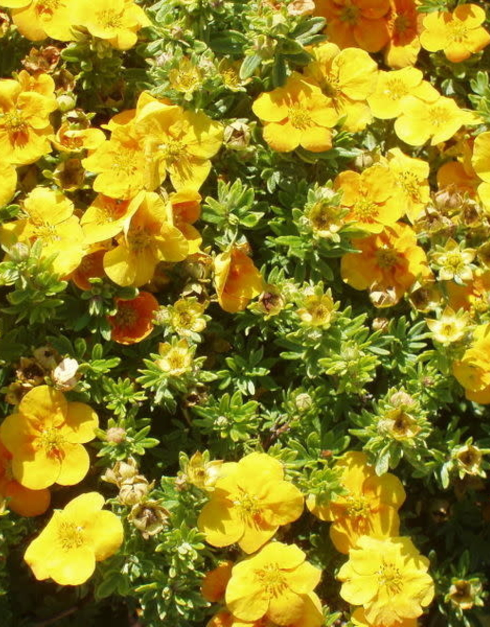 Bron and Sons Potentilla frut. 'Uman' PBR0755 PP12258 #2  -Mango Tango® Potentilla