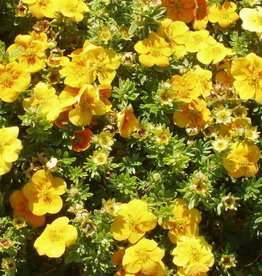 Bron and Sons Potentilla frut. 'Uman' PBR0755 PP12258 #2  -Mango Tango® Potentilla