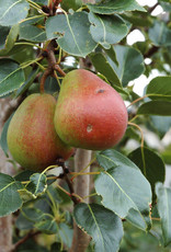 Bron and Sons Pyrus ussuriensis 'Golden Spice' #5 Pear Tree