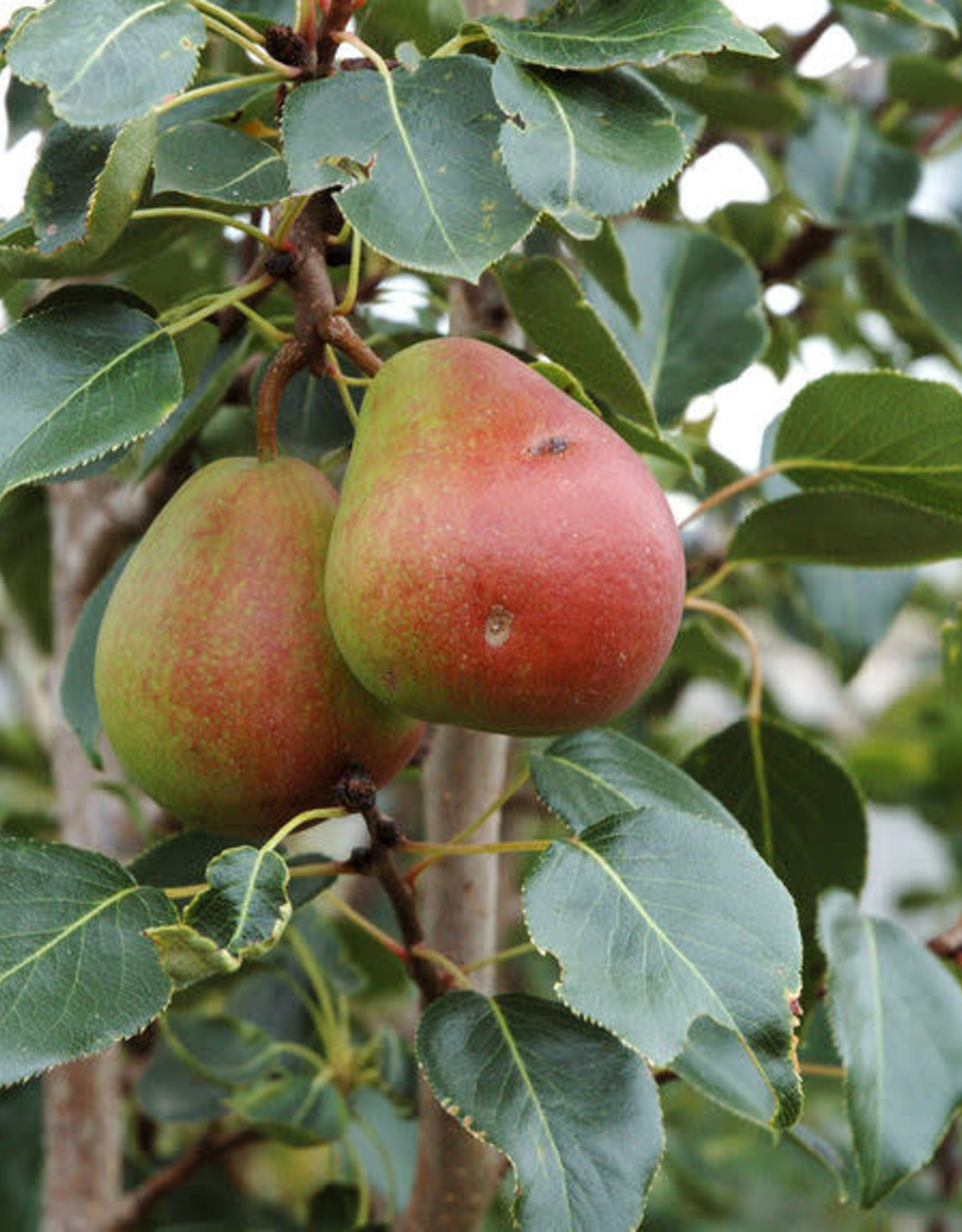 Bron and Sons Pyrus ussuriensis 'Golden Spice' #5 Pear Tree