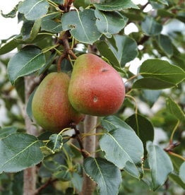Bron and Sons Pyrus ussuriensis 'Golden Spice' #5 Pear Tree