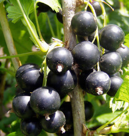 Bron and Sons Ribes nigrum 'Consort' #2  Black Currant