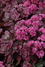 Bron and Sons Sedum SunSparkler® 'Firecracker' PPAF #1