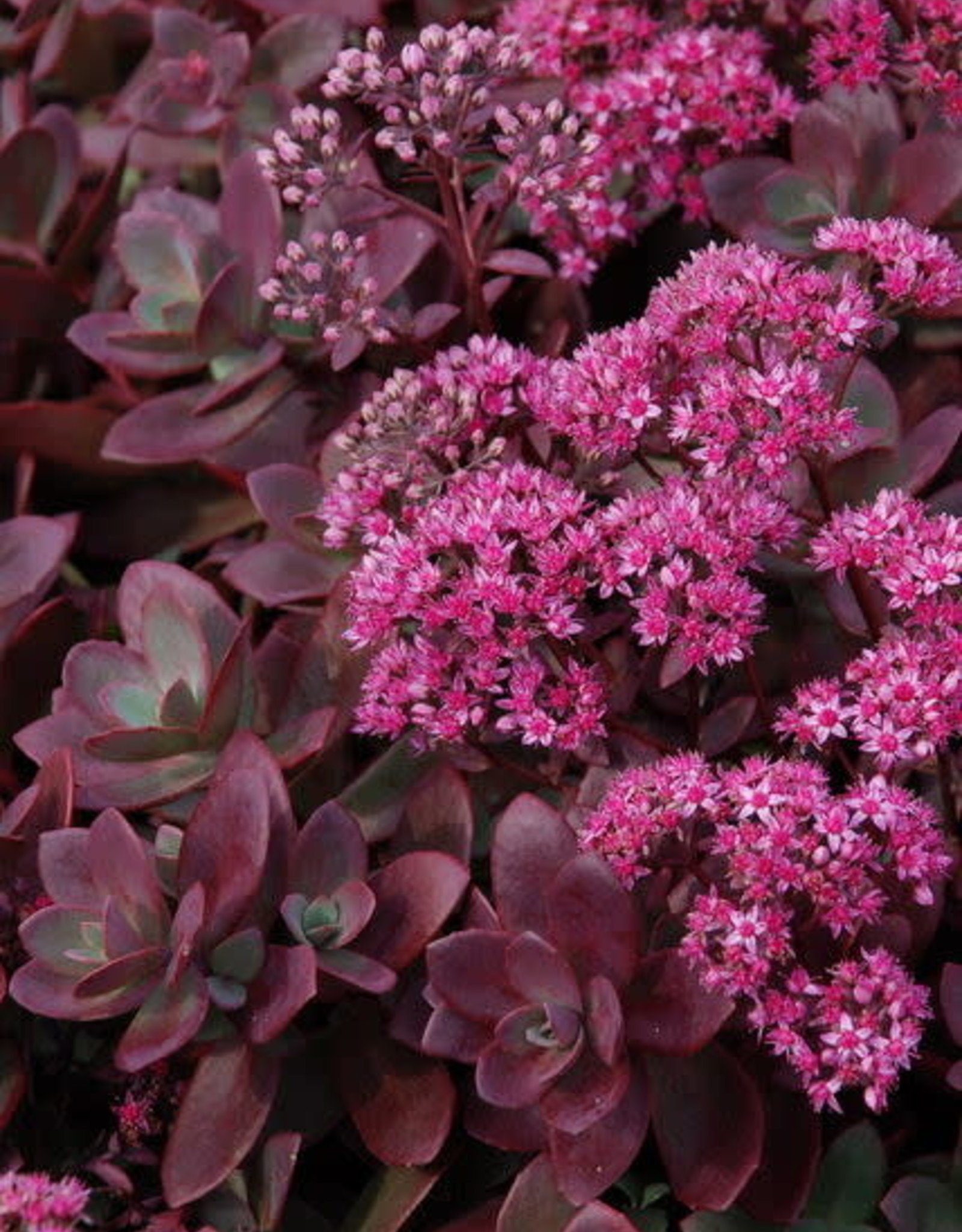 Bron and Sons Sedum SunSparkler® 'Firecracker' PPAF #1