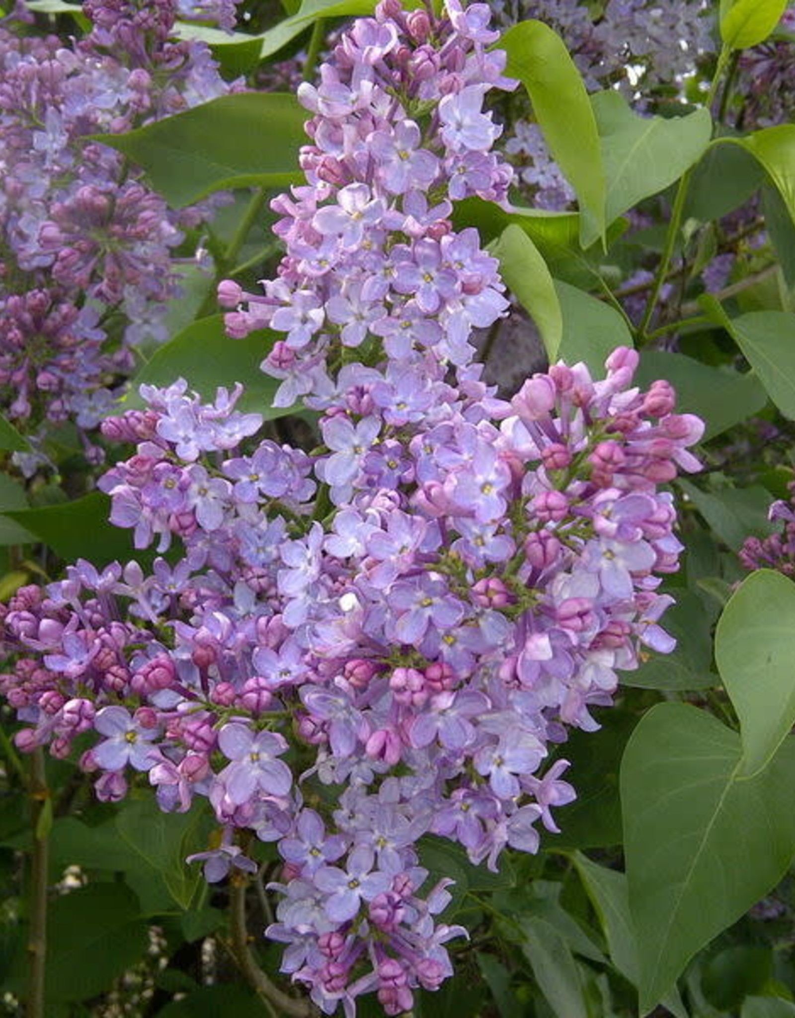 Bron and Sons Syringa vulgaris #1 Common Lilac
