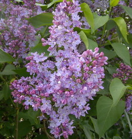 Bron and Sons Syringa vulgaris #1 Common Lilac