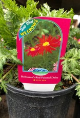 Bron and Sons Tanacetum c. 'Robinson's Red' #1 Painted Daisy