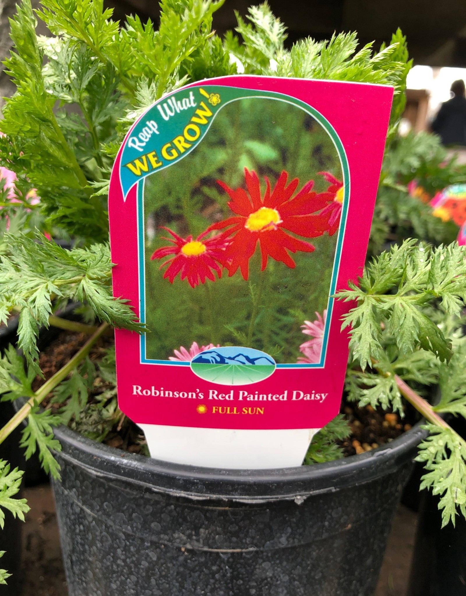 Bron and Sons Tanacetum c. 'Robinson's Red' #1 Painted Daisy