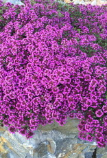 Bron and Sons Thymus 'Coccineus' #1 Red Creeping Thyme