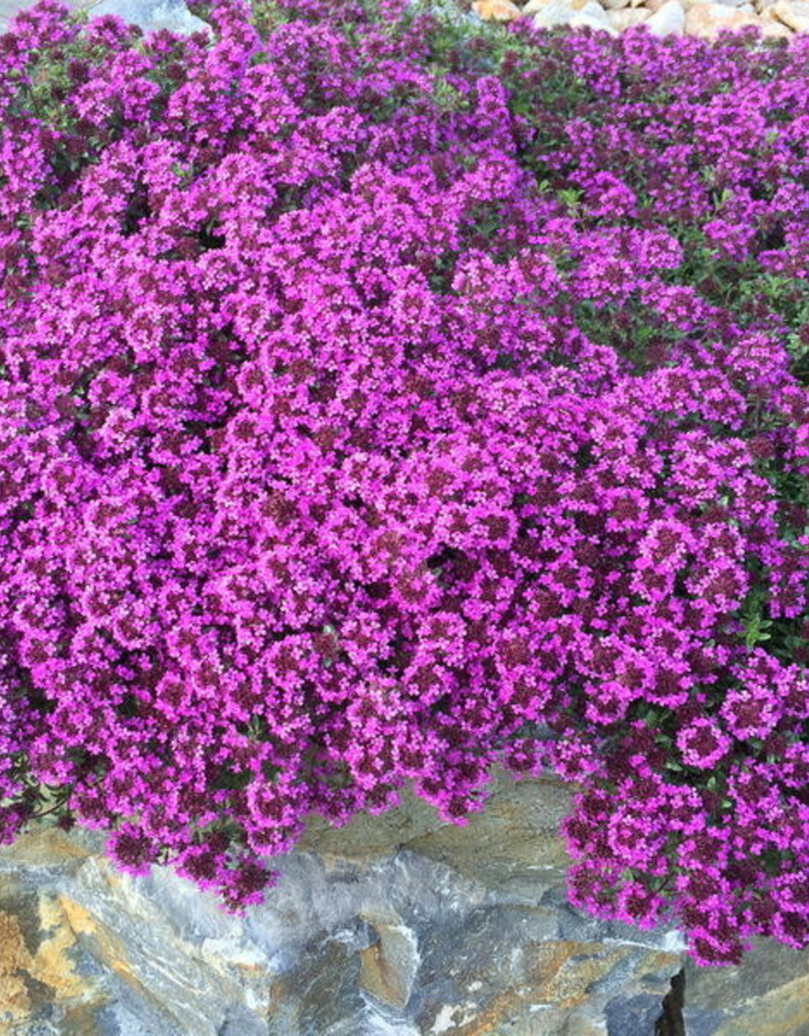 Bron and Sons Thymus 'Coccineus' #1 Red Creeping Thyme