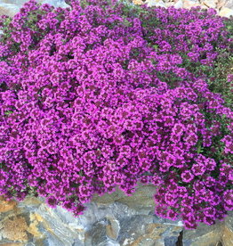 Bron and Sons Thymus 'Coccineus' #1 Red Creeping Thyme