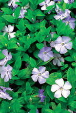 Bron and Sons Vinca minor 'Mrs. Bowles' #1 Periwinkle