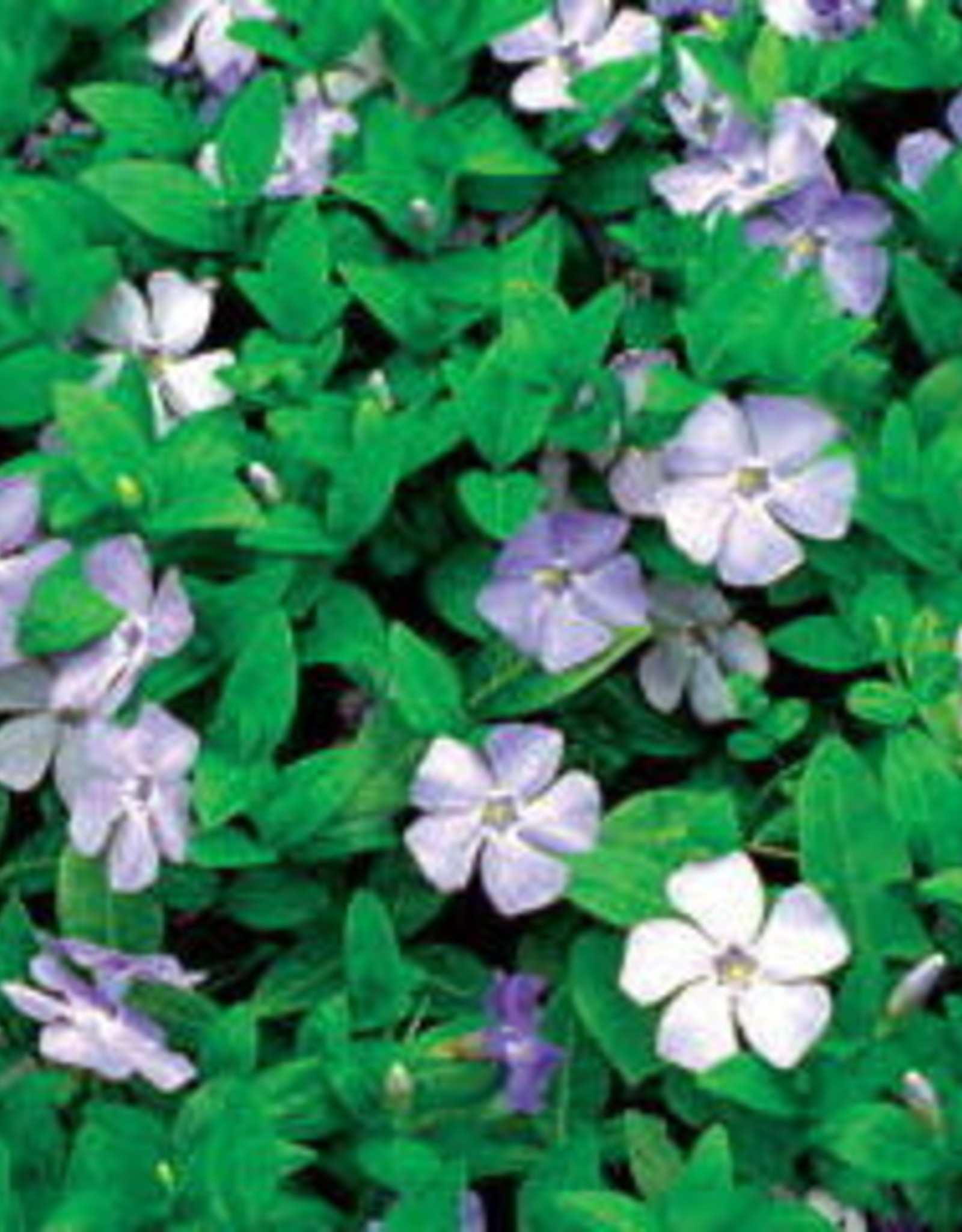 Bron and Sons Vinca minor 'Mrs. Bowles' #1 Periwinkle