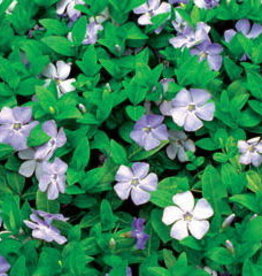 Bron and Sons Vinca minor 'Mrs. Bowles' #1 Periwinkle