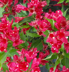 Bron and Sons Weigela florida 'Red Prince' #2