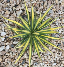 Bron and Sons Yucca filamentosa 'Color Guard' #1