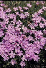 Bron and Sons Phlox subulata 'Emerald Pink' #1  -Emerald Pink Creeping Moss Phlox