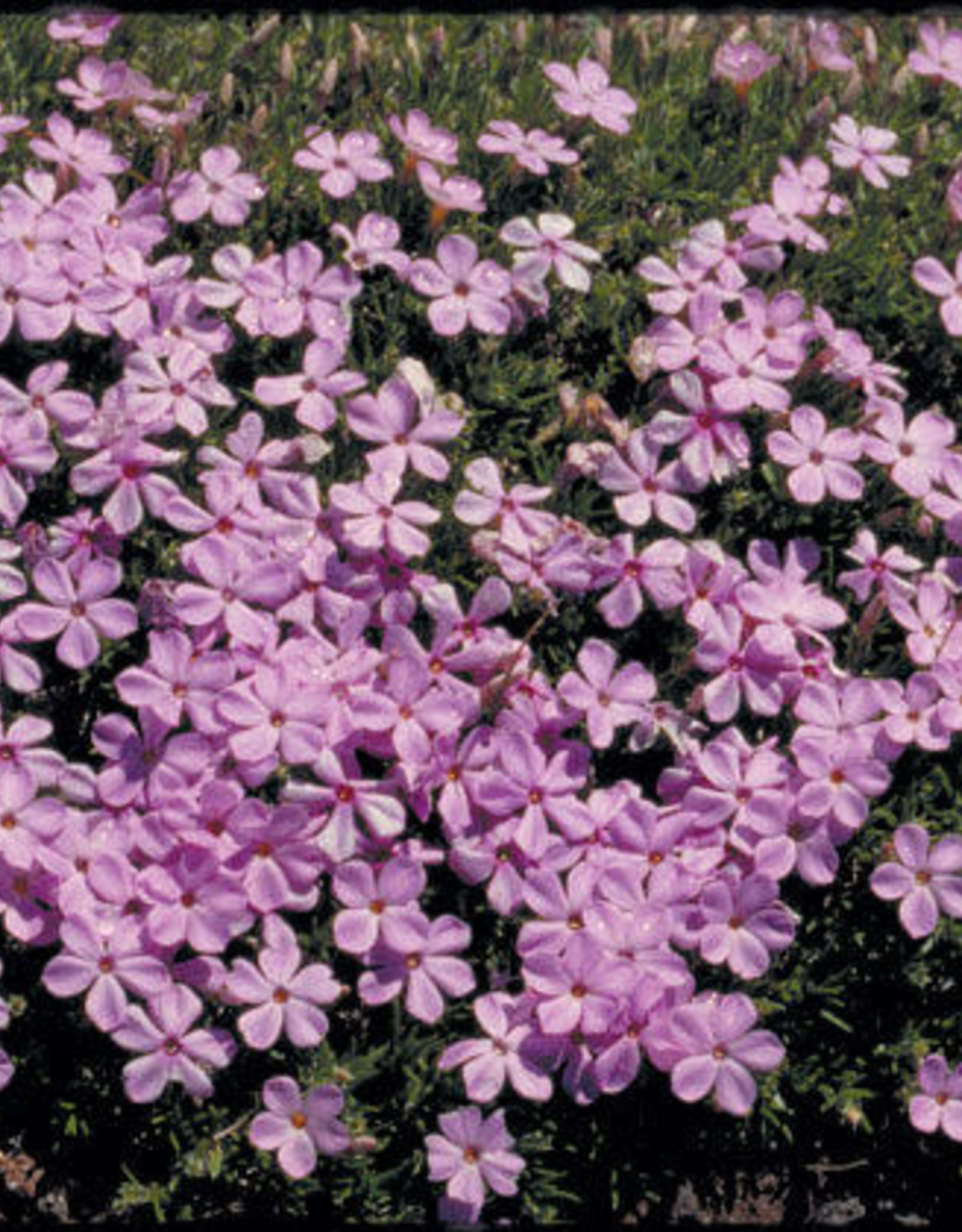 Bron and Sons Phlox subulata 'Emerald Pink' #1  -Emerald Pink Creeping Moss Phlox