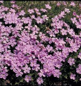 Bron and Sons Phlox subulata 'Emerald Pink' #1  -Emerald Pink Creeping Moss Phlox