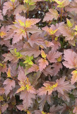 Bron and Sons Physocarpus o. 'Center Glow' PP16894 #5 Shrub  -Center Glow Ninebark