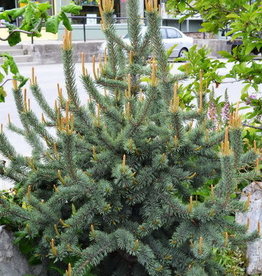 Bron and Sons Pinus aristata #5 Bristlecone Pine