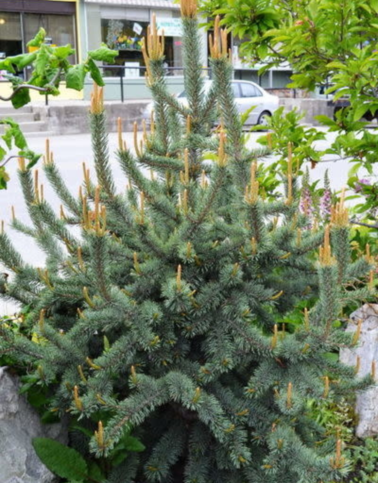 Bron and Sons Pinus aristata #5 Bristlecone Pine