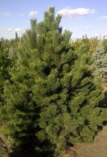 Bron and Sons Pinus mugo uncinata #10