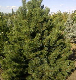 Bron and Sons Pinus mugo uncinata #10