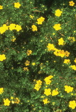 Bron and Sons Potentilla frut. 'Goldfinger' #5