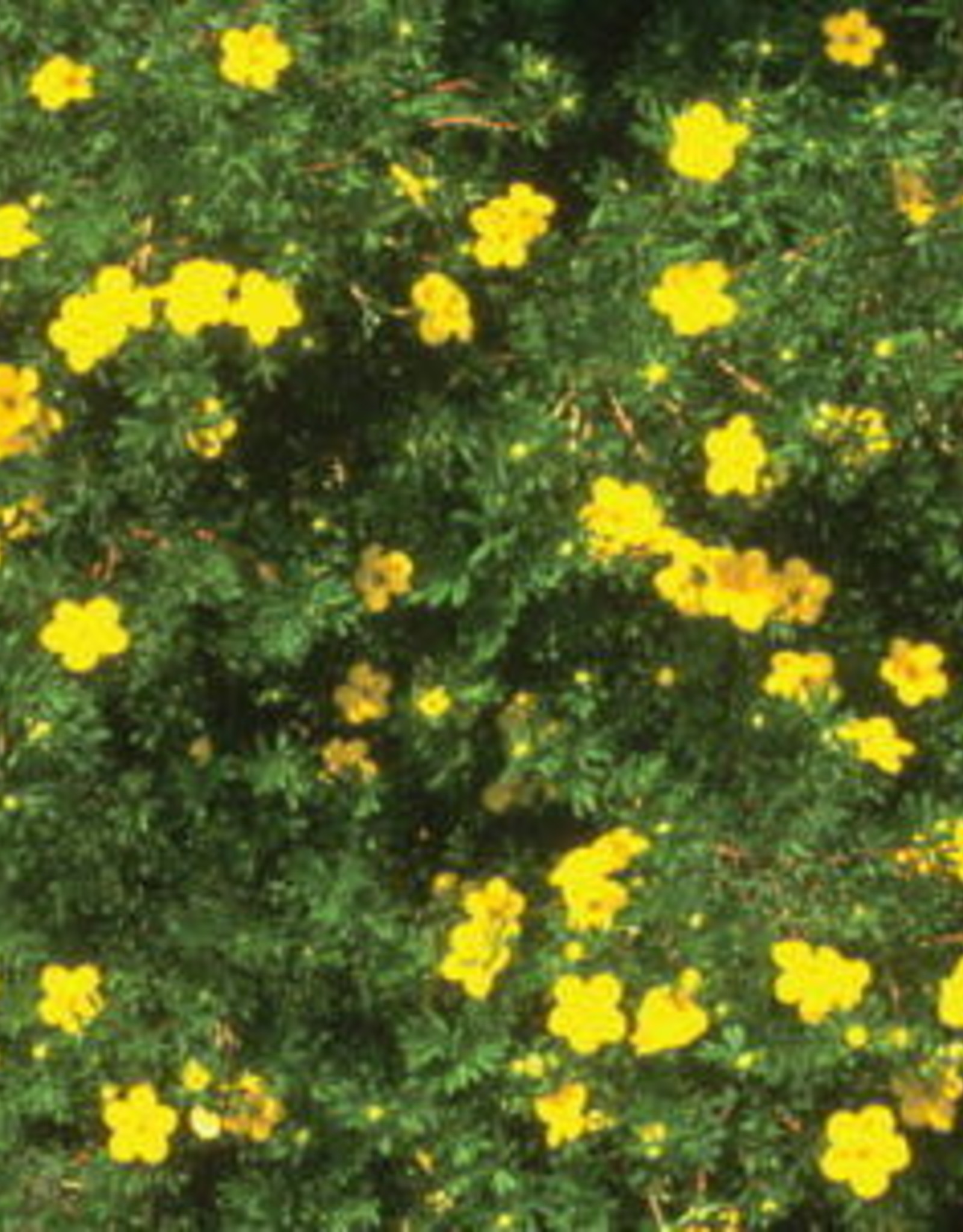 Bron and Sons Potentilla frut. 'Goldfinger' #5