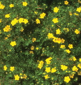 Bron and Sons Potentilla frut. 'Goldfinger' #5