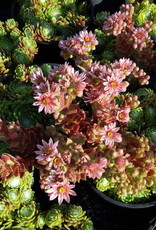 Bron and Sons Sempervivum arachnoideum 'Cobweb' #1 Hens and Chicks