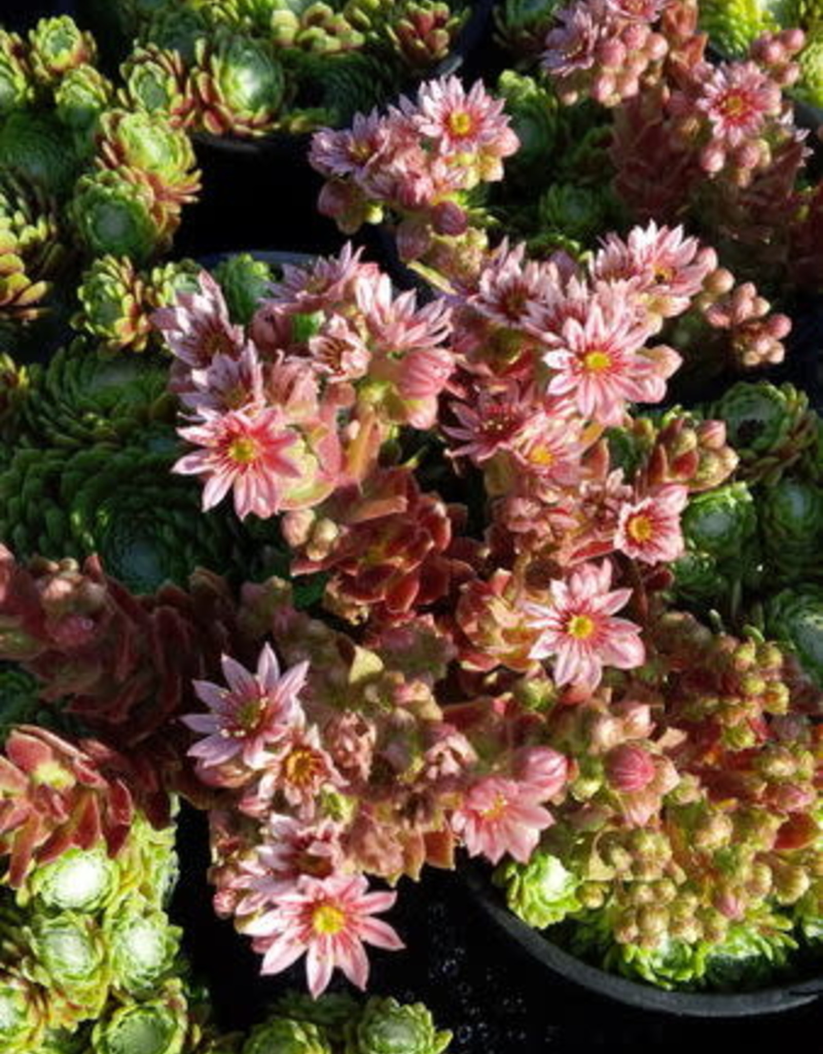 Bron and Sons Sempervivum arachnoideum 'Cobweb' #1 Hens and Chicks
