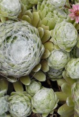 Bron and Sons Sempervivum arachnoideum 'Cobweb' #1 Hens and Chicks