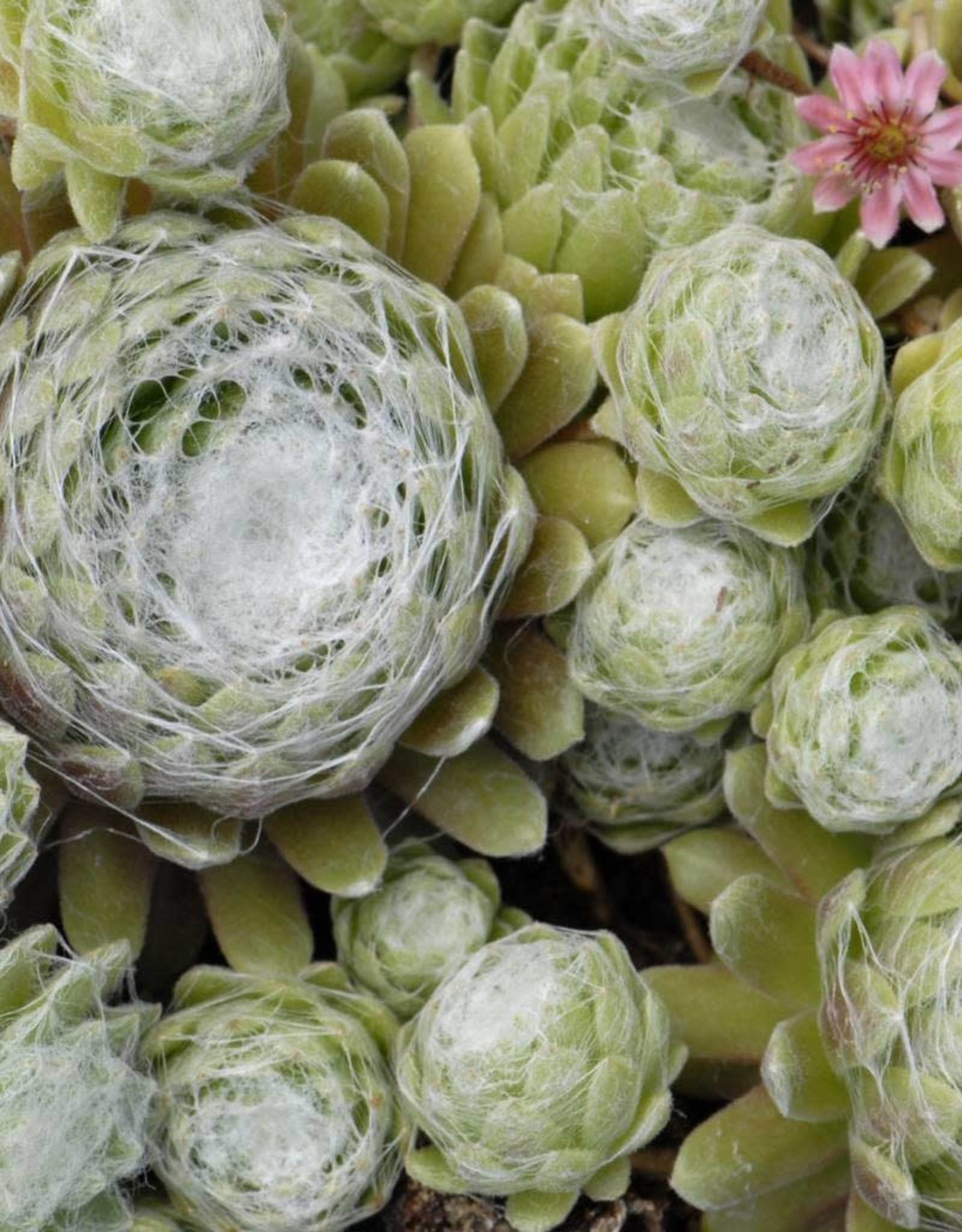 Bron and Sons Sempervivum arachnoideum 'Cobweb' #1 Hens and Chicks
