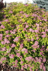 Bron and Sons Spiraea japonica 'Goldmound' #5  -Gold Mound Spirea