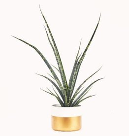 Cascade Tropicals Sansevieria Francisii  2in