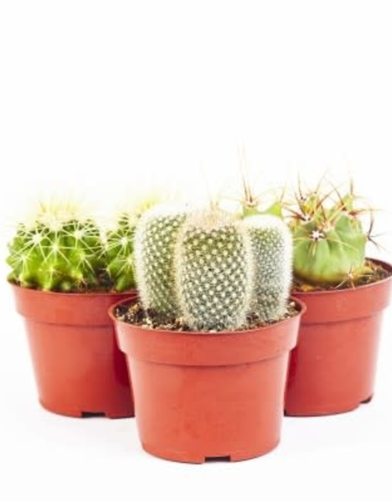 Cascade Tropicals Cactus assorted 3in Cactus