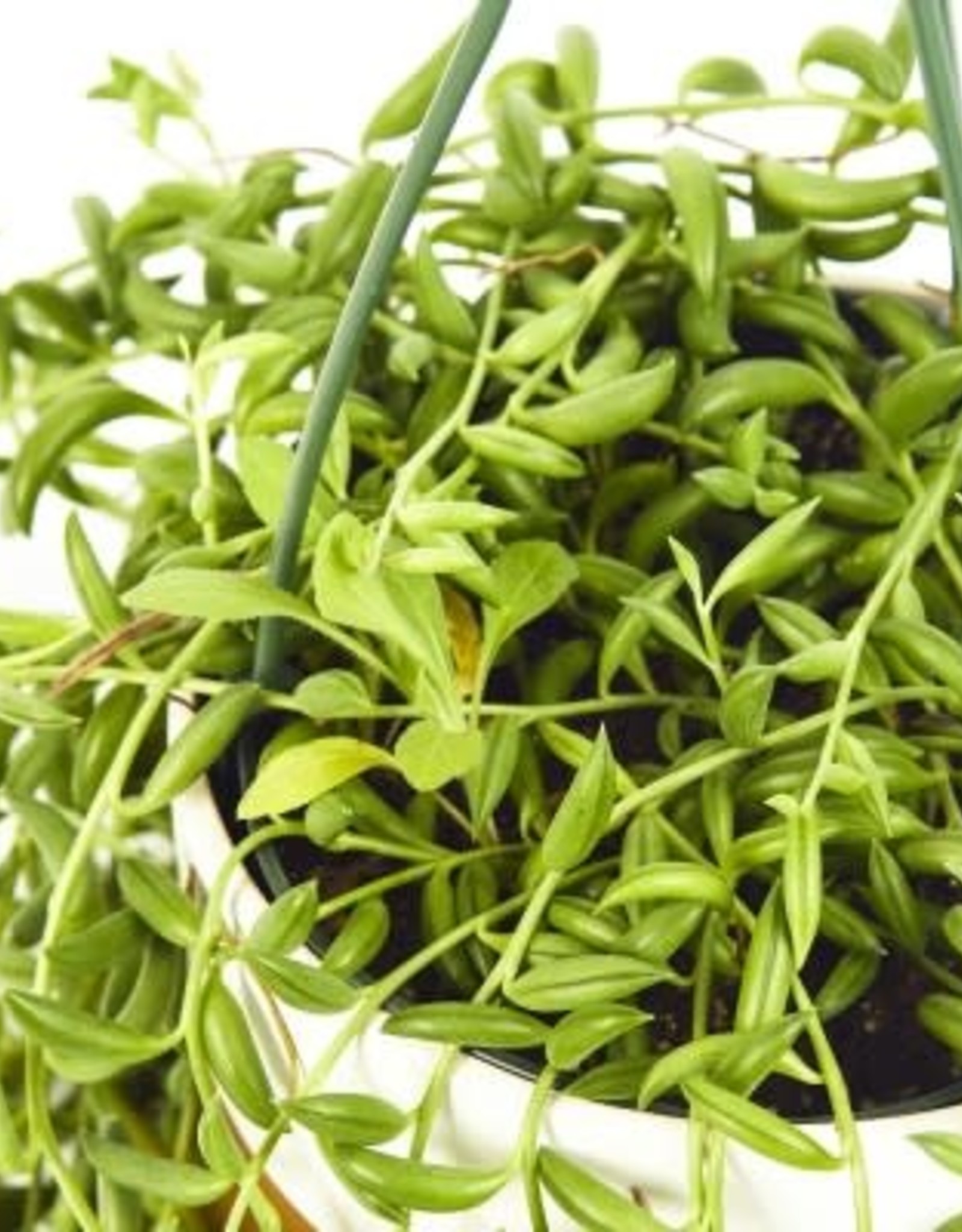 Cascade Tropicals Senecio radicans- String of Bananas 4in