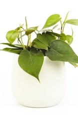 Cascade Tropicals Philodendron Cordatum Green  3in Heart Leaf Philodendron