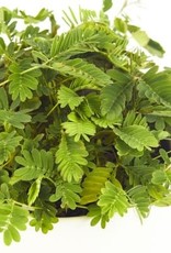 Cascade Tropicals Mimosa pudica Sensitive Plant  4in