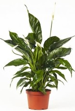 Cascade Tropicals Spathiphyllum assorted 4in -Peace Lily
