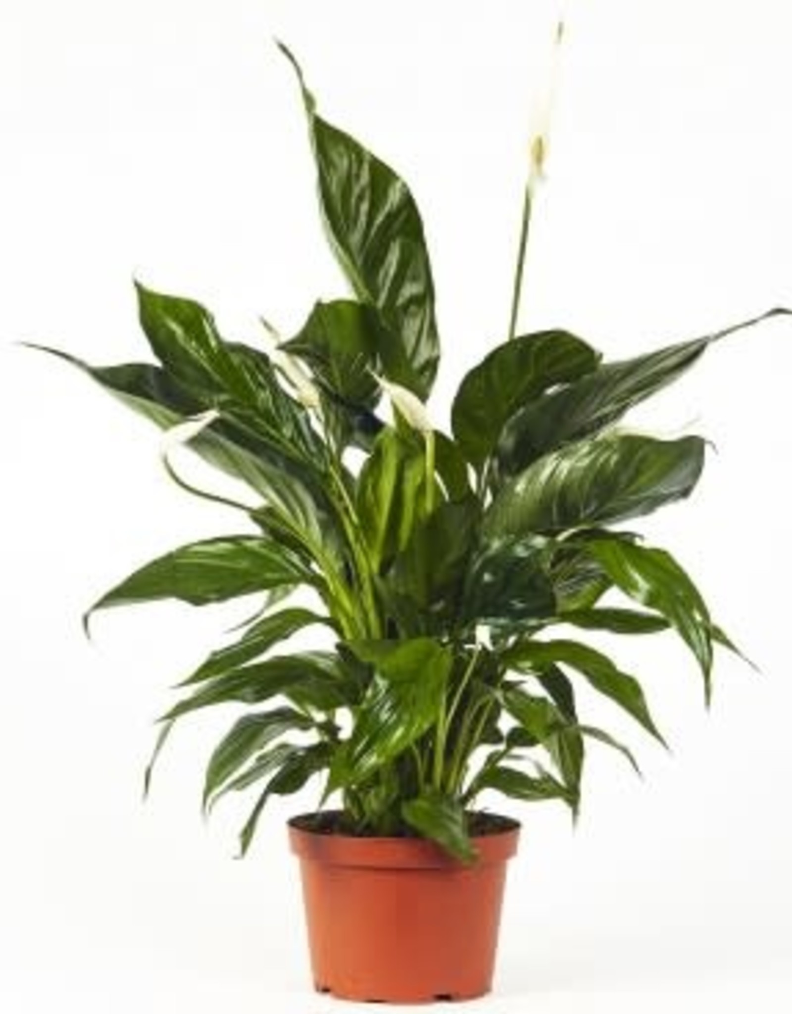 Cascade Tropicals Spathiphyllum assorted 4in -Peace Lily
